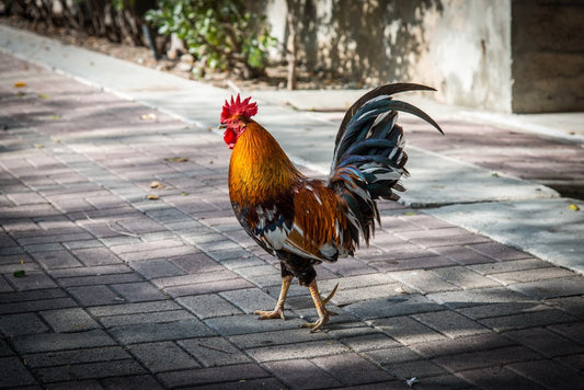 Top Key West Festivals & Events You Canβt Miss